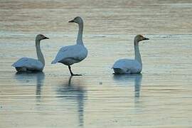 Tundra Swan