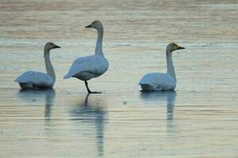 Cygne de Bewick