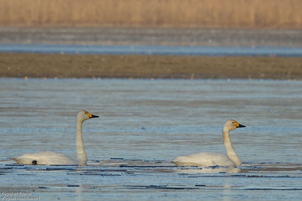 Cygne de Bewick