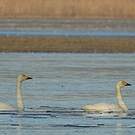 Cygne de Bewick