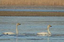 Tundra Swan