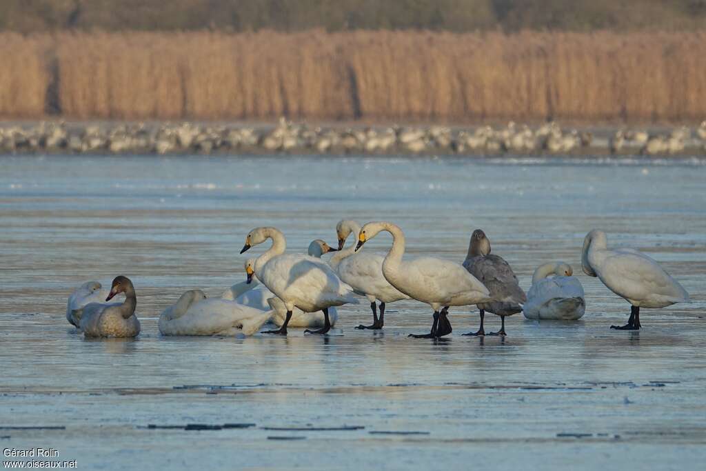 Cygne de Bewick, habitat, pigmentation, Comportement