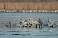 Cygne de Bewick