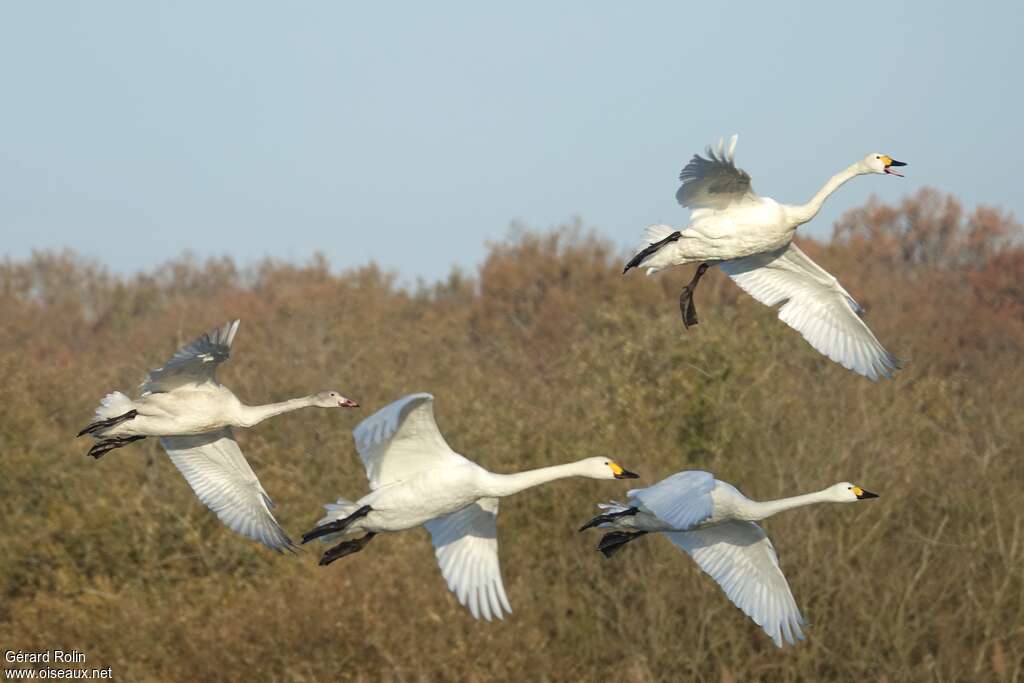 Tundra Swan, Flight