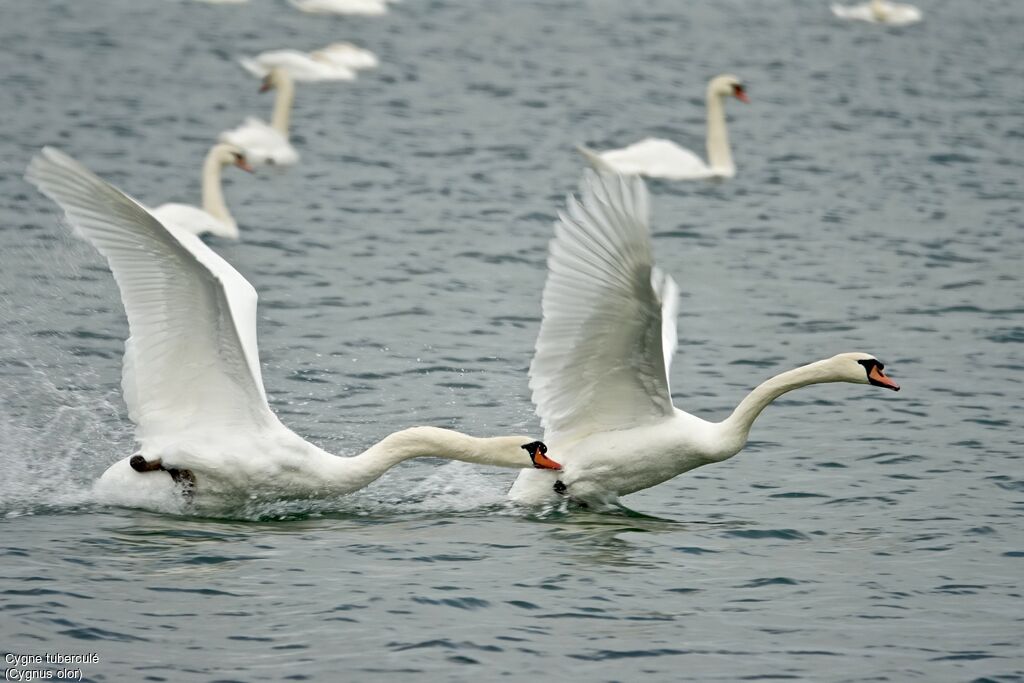 Mute Swan