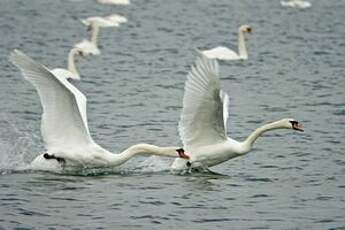 Cygne tuberculé