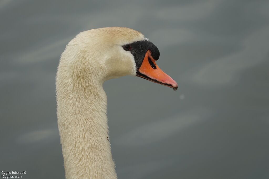 Cygne tuberculé