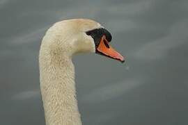 Mute Swan