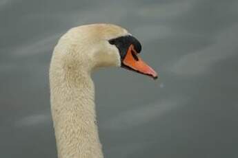 Cygne tuberculé