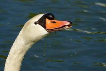 Cygne tuberculé