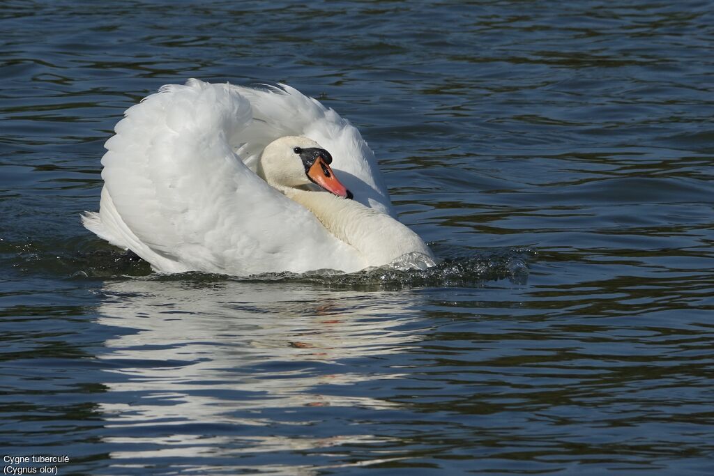 Mute Swan