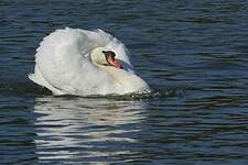 Cygne tuberculé