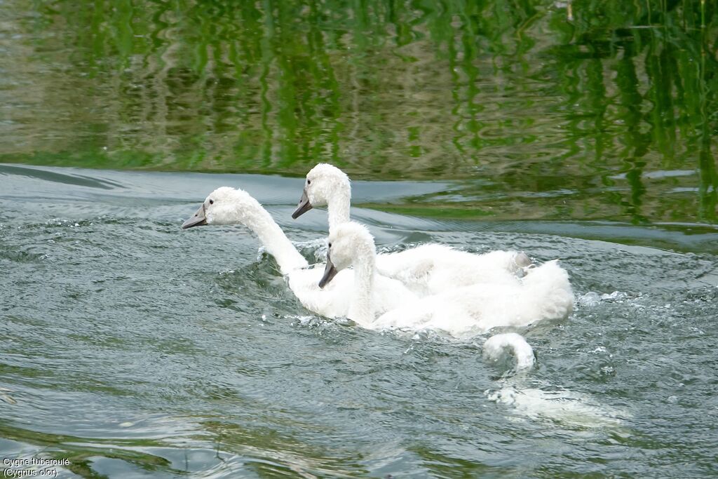 Mute Swan