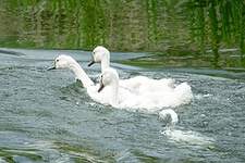 Cygne tuberculé