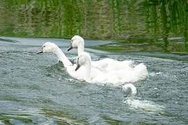 Cygne tuberculé