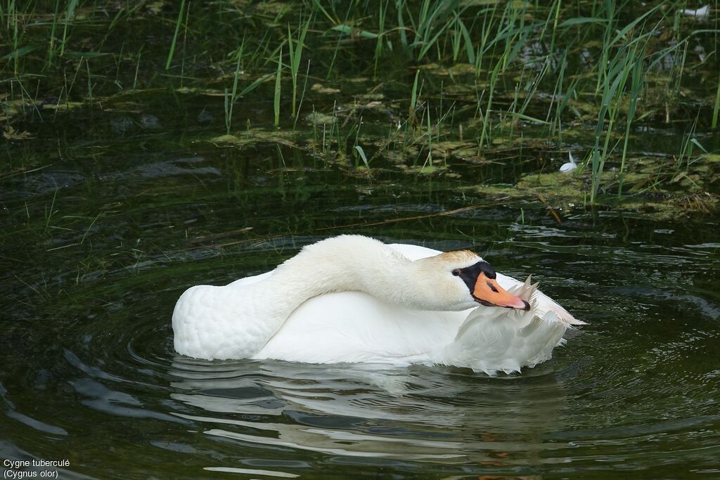 Mute Swan