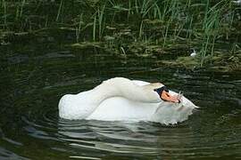 Mute Swan