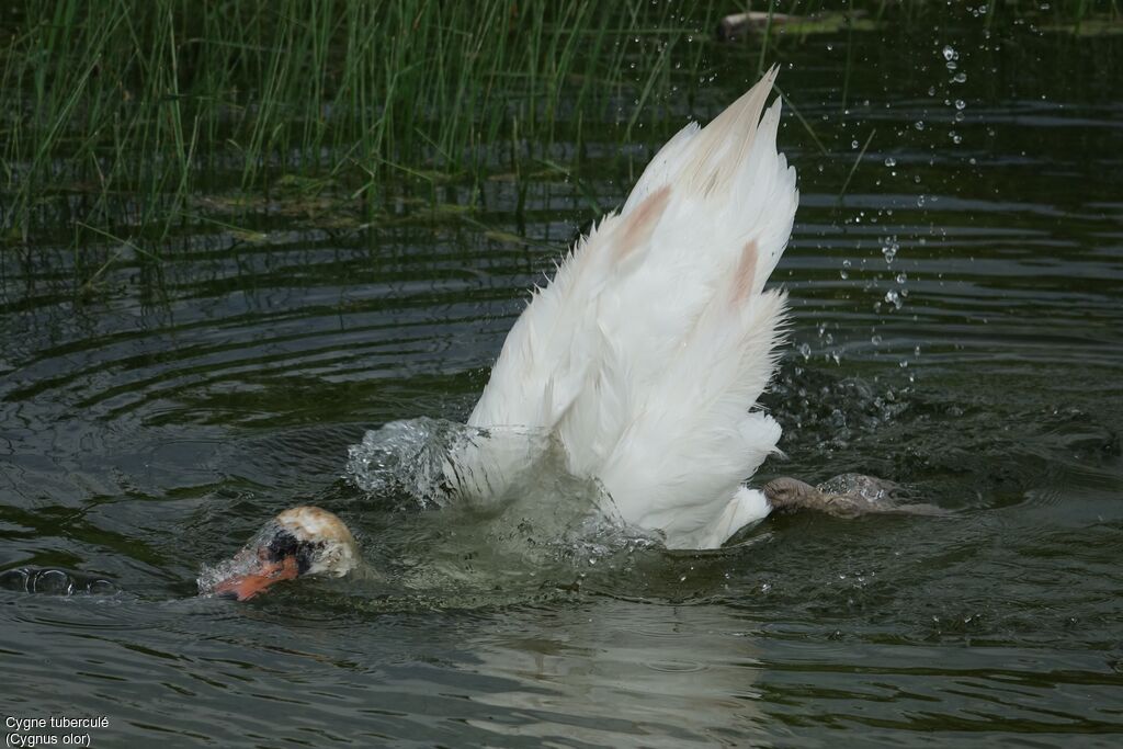 Mute Swan