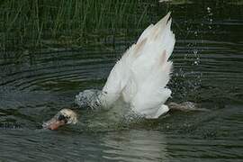 Cygne tuberculé