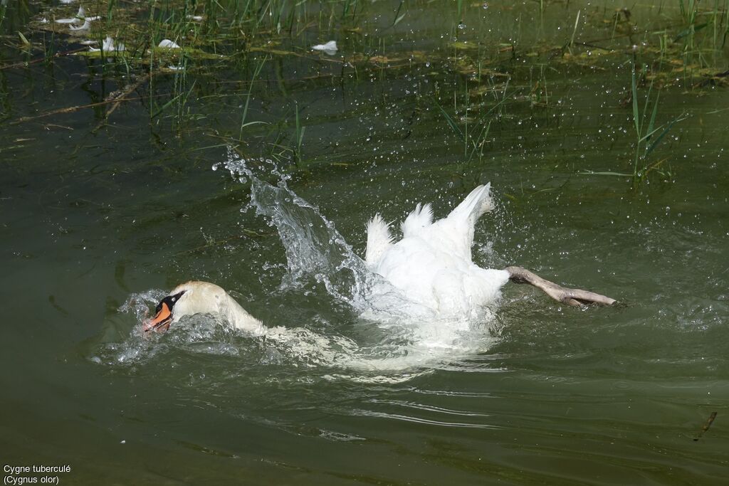 Mute Swan