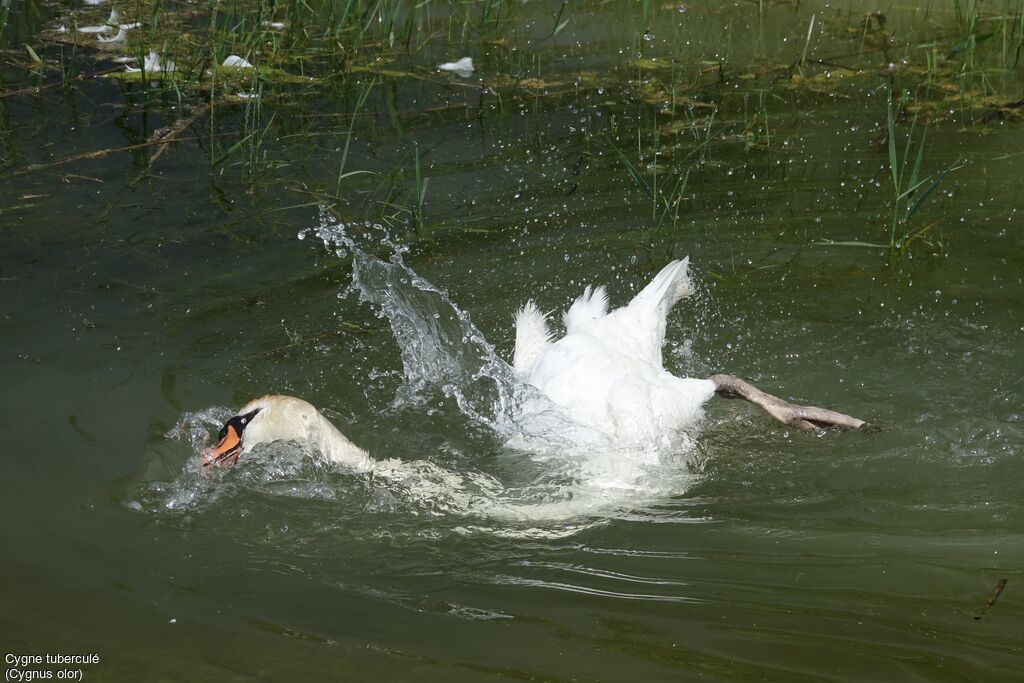 Cygne tuberculé