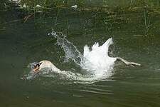 Cygne tuberculé