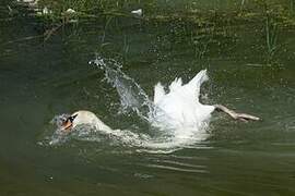 Mute Swan