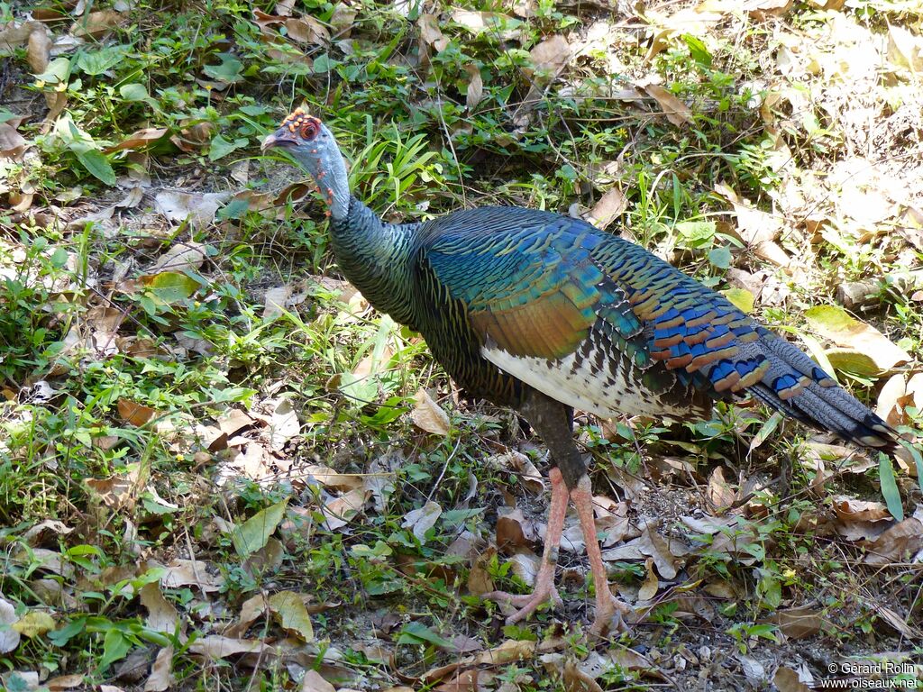 Ocellated Turkey