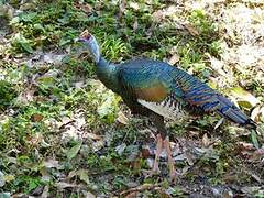 Ocellated Turkey