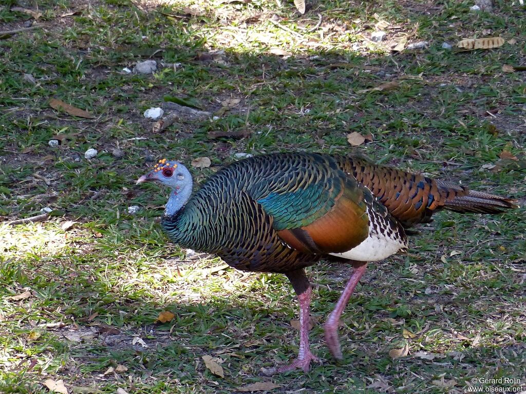 Ocellated Turkey