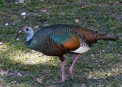 Ocellated Turkey