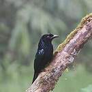 Drongo à crinière