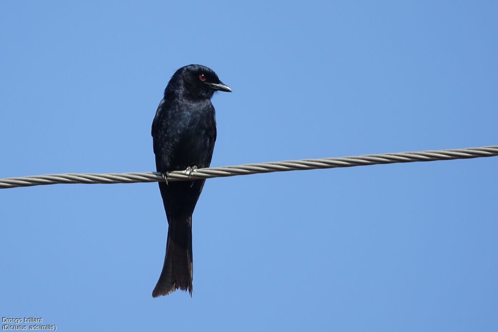 Fork-tailed Drongo