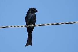 Fork-tailed Drongo