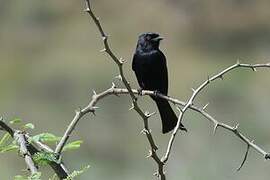 Fork-tailed Drongo