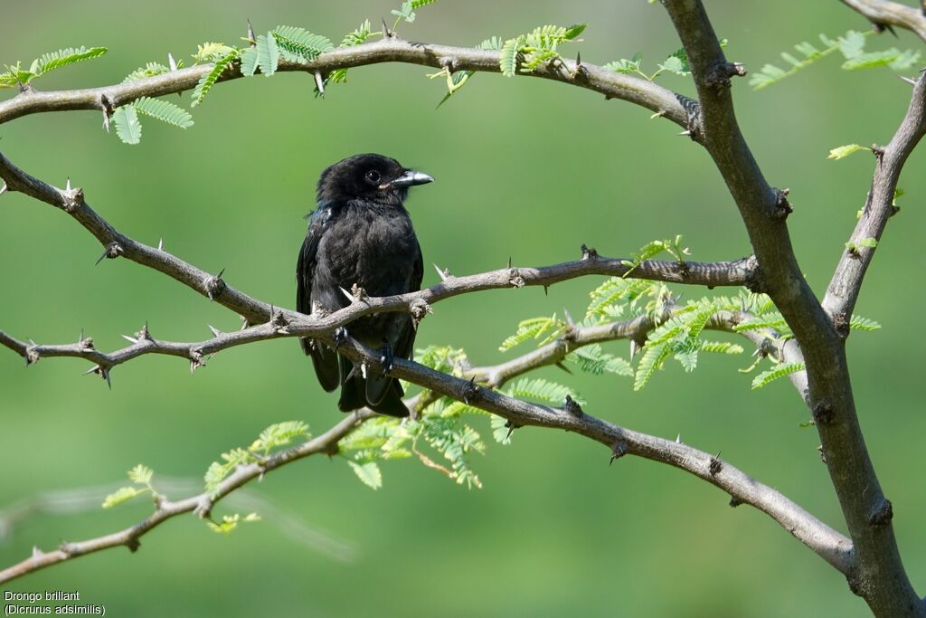 Drongo brillantjuvénile