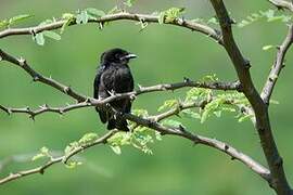 Fork-tailed Drongo