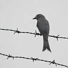 Drongo cendré