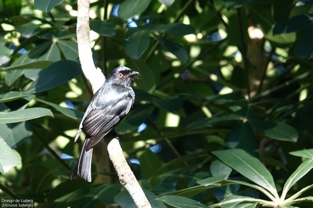 Square-tailed Drongo