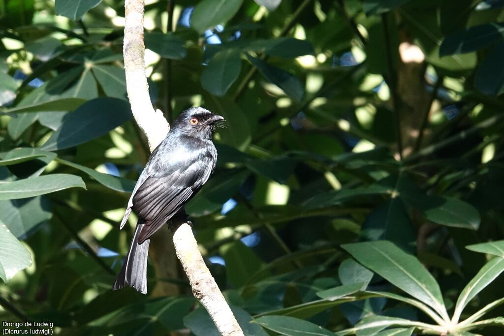 Common Square-tailed Drongo