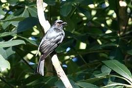 Square-tailed Drongo