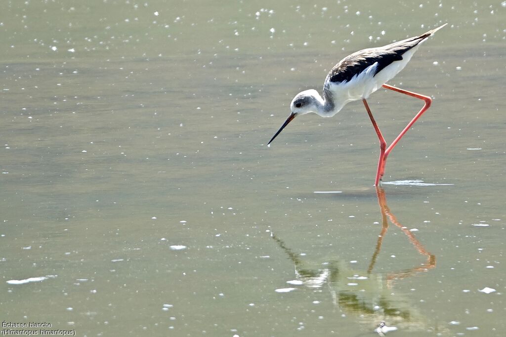 Black-winged Stilt