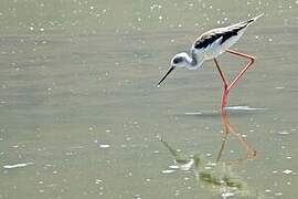 Black-winged Stilt