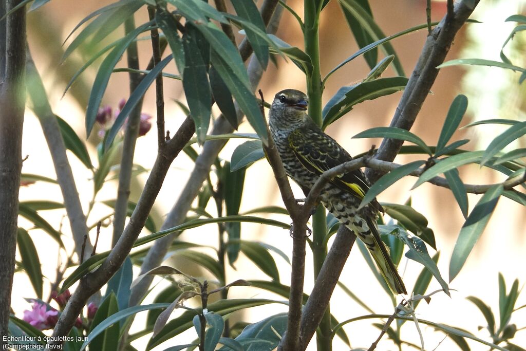 Black Cuckooshrike