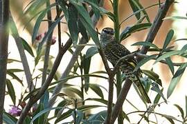 Black Cuckooshrike