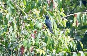 Petit's Cuckooshrike