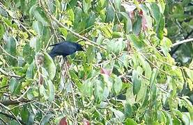 Petit's Cuckooshrike