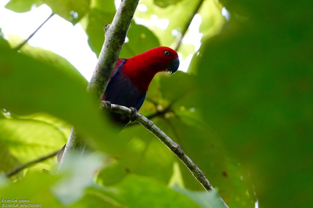 Papuan Eclectus female