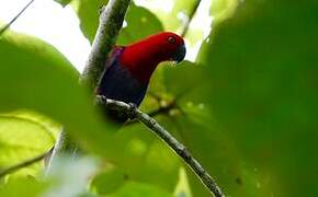 Papuan Eclectus