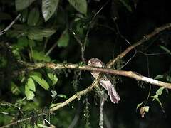 Moluccan Owlet-nightjar